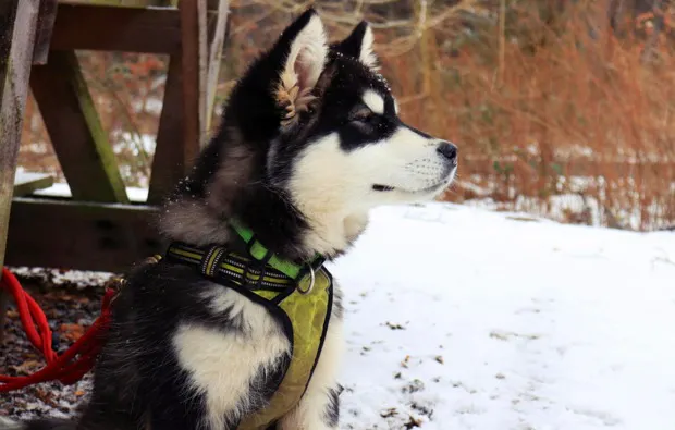 Husky Trekking Rüthen - 5