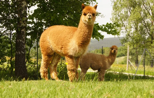 Alpaka Wanderung Bockau für 2 - 1