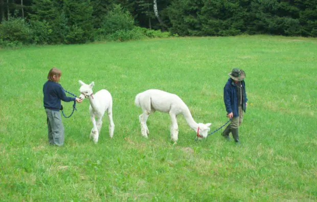 Alpaka Wanderung Bockau für 2 - 5