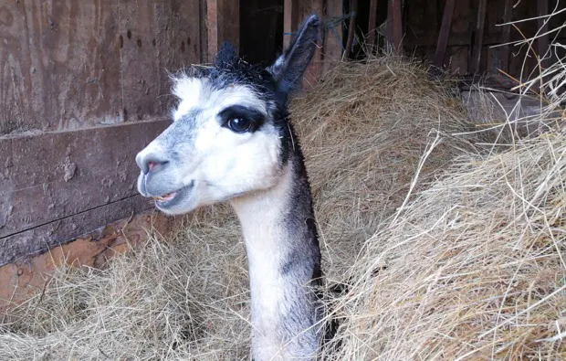 Alpaka Wanderung Querfurt für 2 - 5