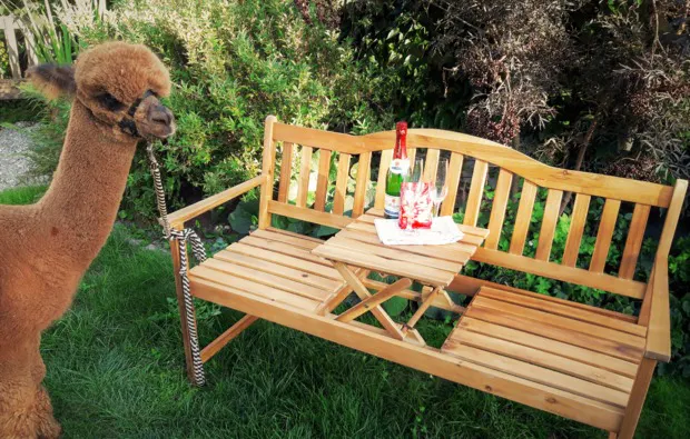 Alpaka Wanderung Raum Ansbach - 5