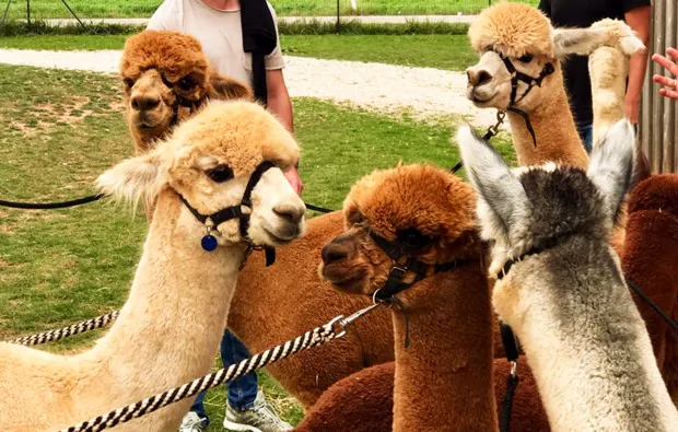 Alpaka Wanderung Raum Ansbach - 6