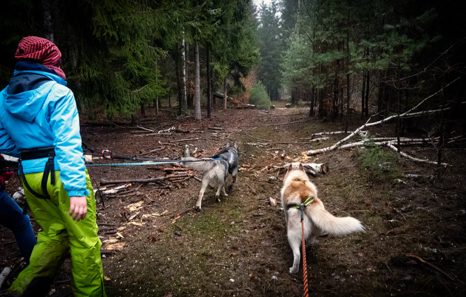 Husky Wanderung Fürstenberg / Havel - 4