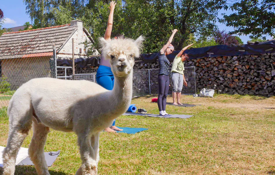 Alpaka Yoga für 2 Arnstein - 1