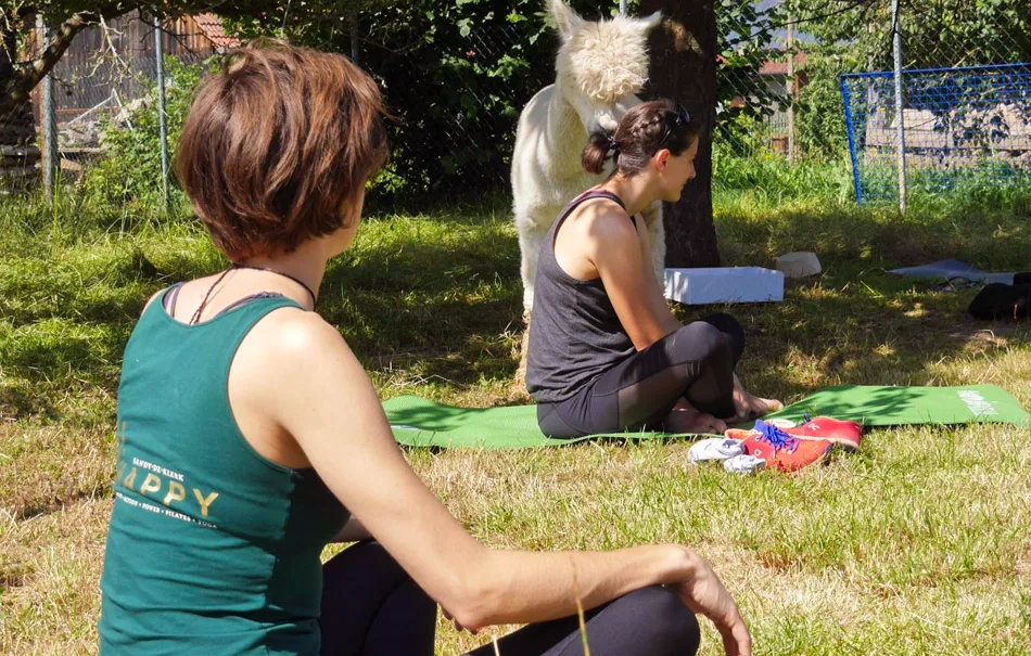 Alpaka Yoga für 2 Arnstein - 4