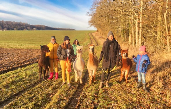 Alpaka Wanderung mit Glühwein Arnstein