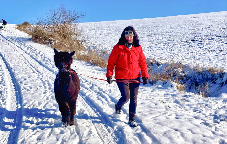 Alpaka Wanderung mit Glühwein Arnstein für 2 - 5