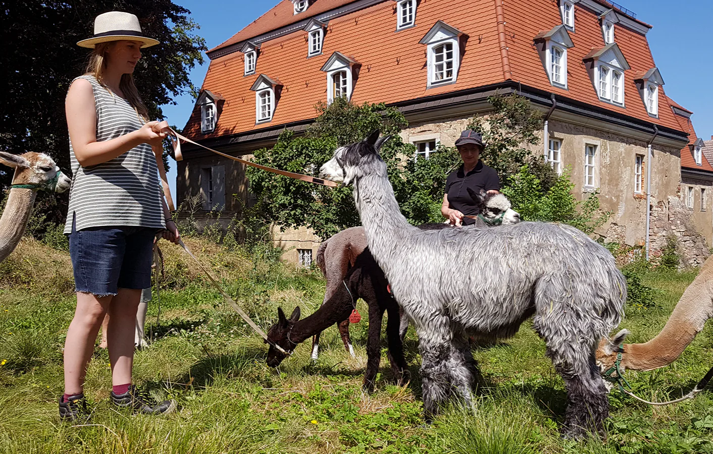 Alpaka Spaziergang Wiederoda - 4