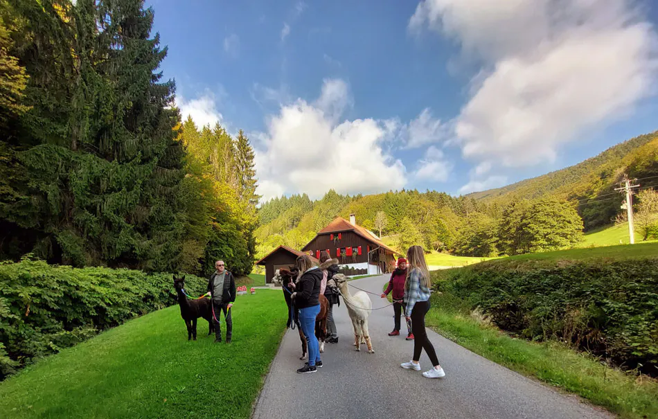 Alpaka Wanderung Kleines Wiesental für 2 - 5