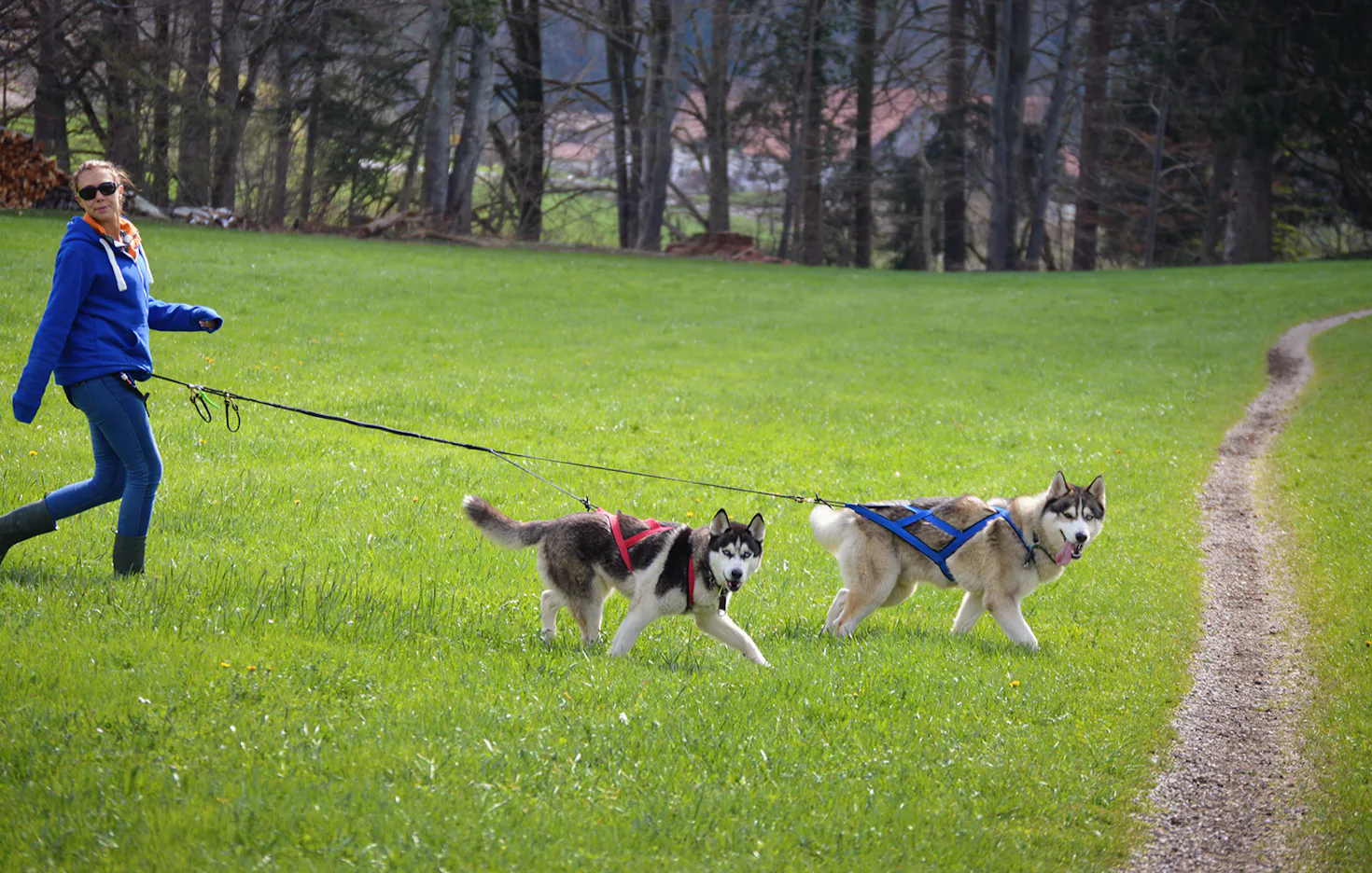 Husky Wanderung Wiedergeltingen - 1