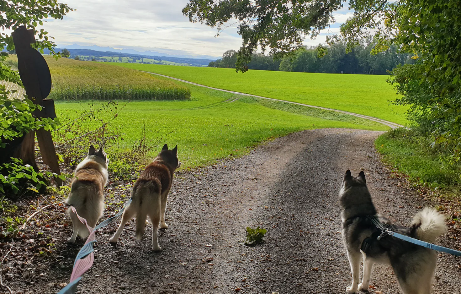 Husky Wanderung Wiedergeltingen - 2