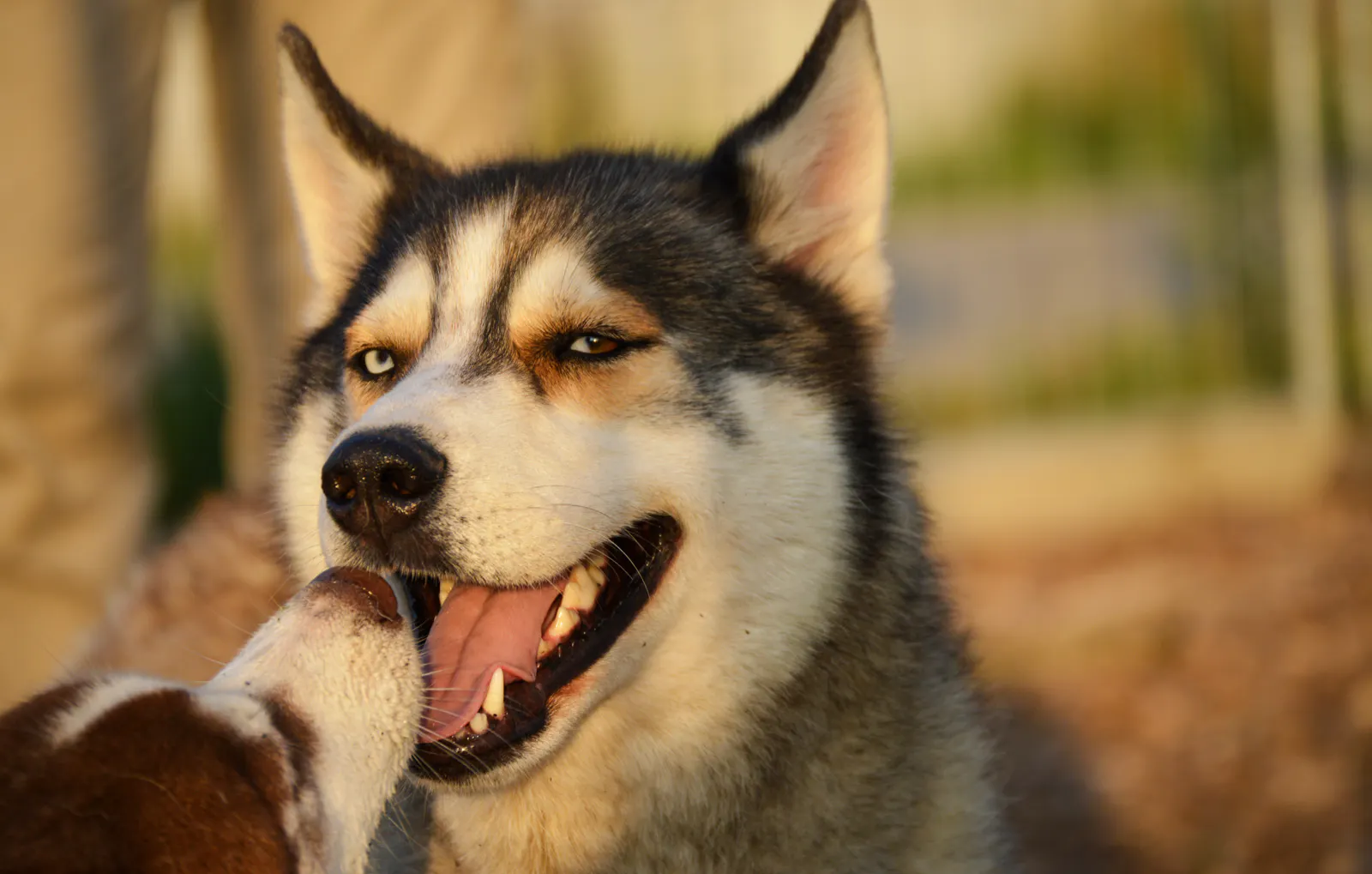 Husky Wanderung Wiedergeltingen - 5