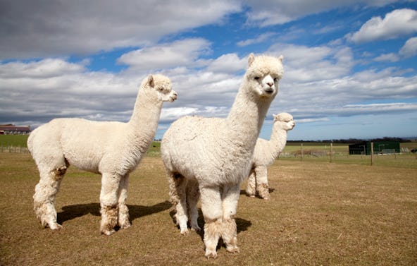 Alpaka Wanderung Dasing für 2