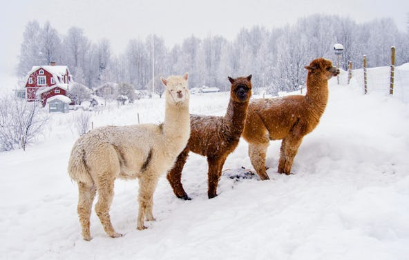 Alpaka Wanderung mit Glühwein Dasing