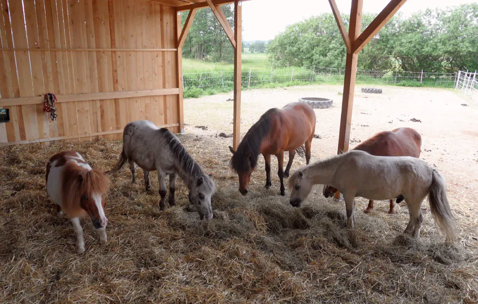 Pferde Abenteuer Dasing - 5