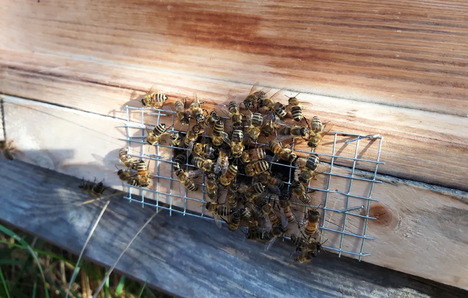 Imkerbesuch & Honigverkostung für 2 Wunstorf - 6