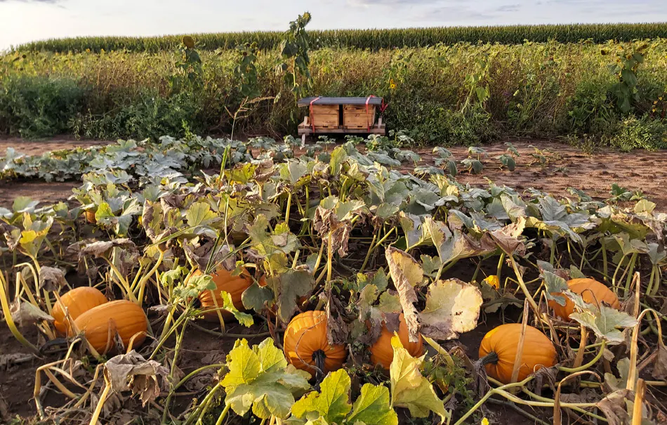 Imkerbesuch & Honigverkostung für 2 Wunstorf - 7