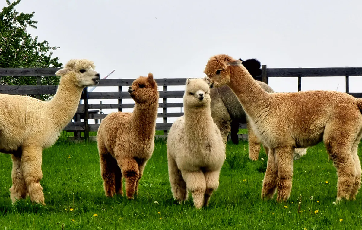 Alpaka Wanderung Dipbach für 2 - 5
