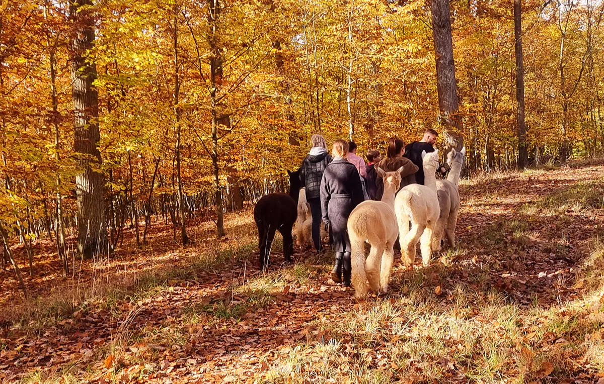 Alpaka Wanderung Dipbach für 2 - 6