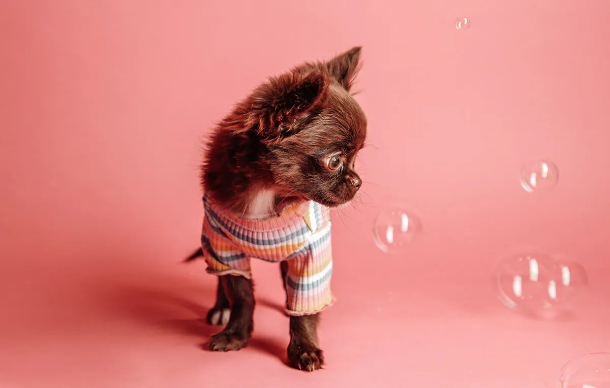 Tier Fotoshooting Ludwigshafen am Rhein - 5