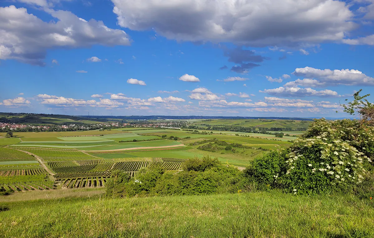 Genusswandern in Rheinhessen Stadecken- Elsheim für 2 (1 Nacht) - 7