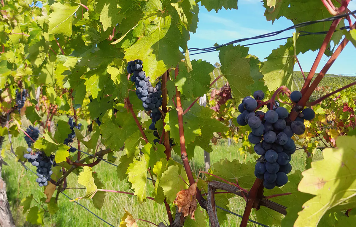 Weinbergwanderung mit Weinprobe Guldental - 5