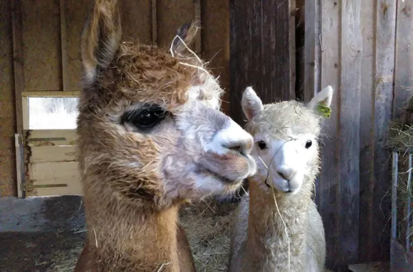 Alpaka Spaziergang Waldenbuch - 5