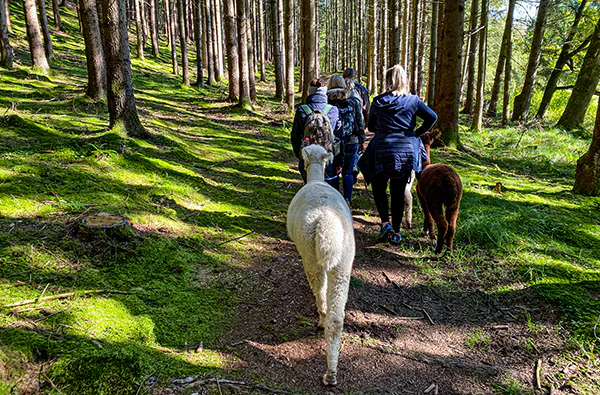 Alpaka Wanderung Raum Dachau (2,5 Std.) - 3