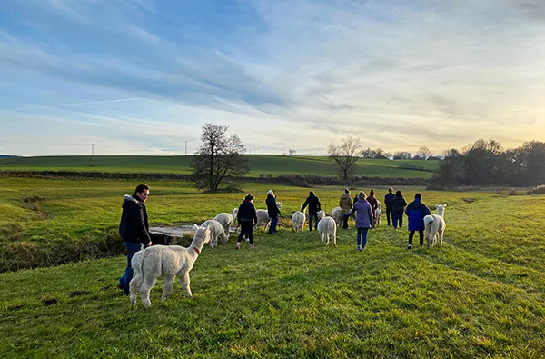Alpaka Wanderung Raum Dachau (2,5 Std.) - 4