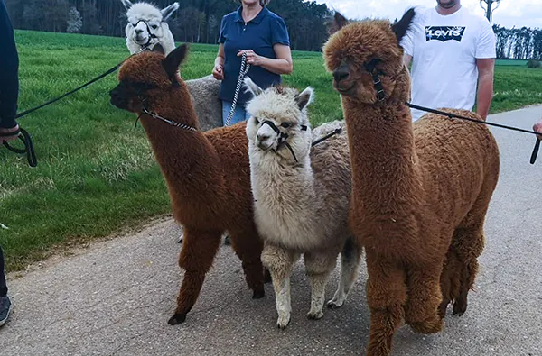 Alpakawanderung in Ansbach für 2 (2 Stunden) - 5