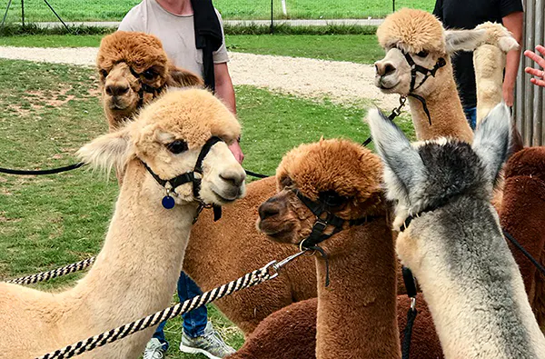 Alpakawanderung in Ansbach für 2 (2 Stunden) - 6