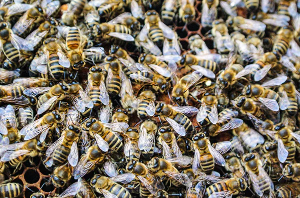 Bienenvolk hautnah Wunstorf - 1