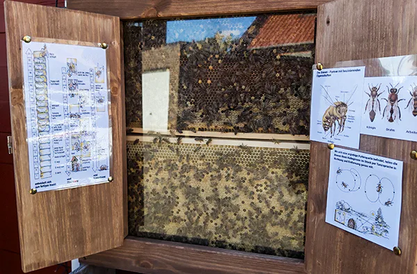 Bienenvolk hautnah Wunstorf - 2
