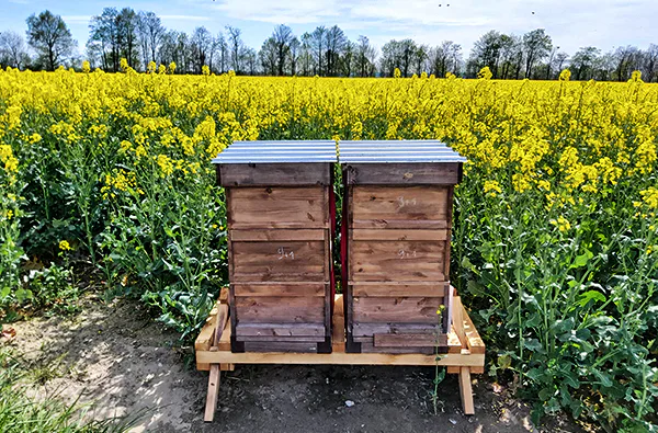 Bienenvolk hautnah Wunstorf - 3