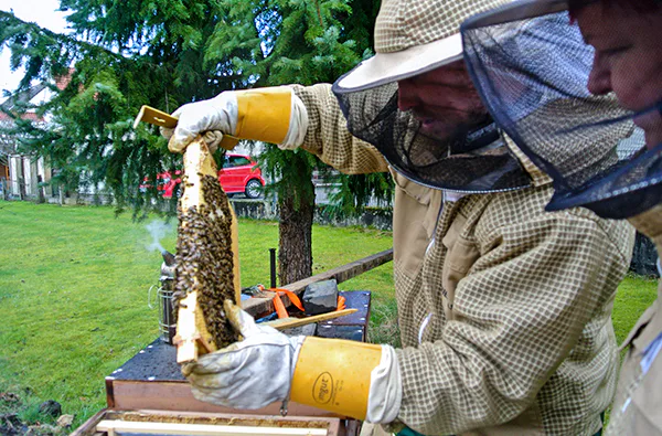 Bienenvolk hautnah Wunstorf - 4