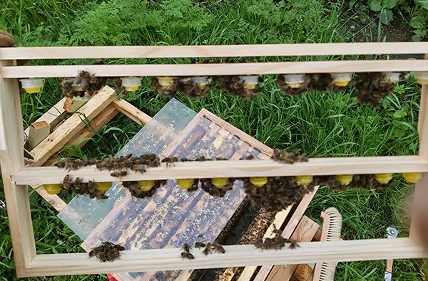 Bienenvolk hautnah Wunstorf - 5