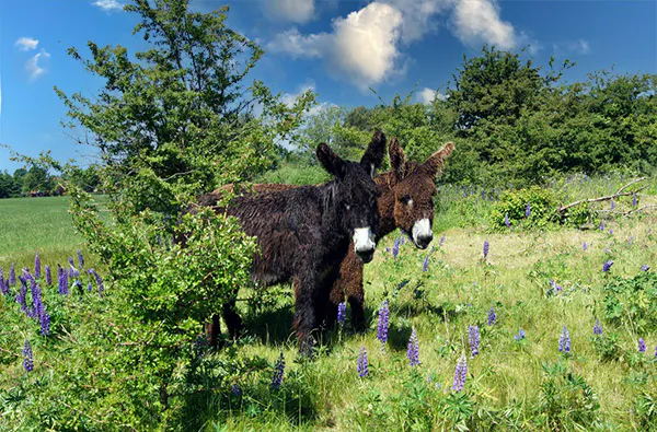 Camping im Tierpark Arche Warder für 2 (2 Nächte) - 5
