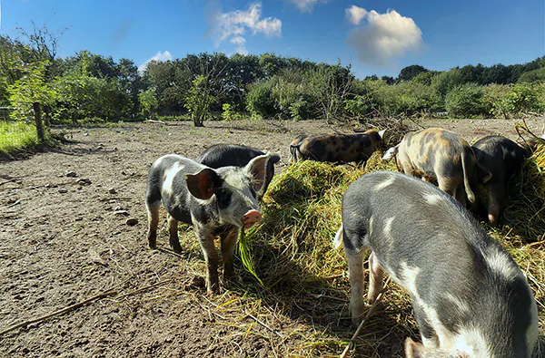Camping im Tierpark Arche Warder für 2 (2 Nächte) - 6