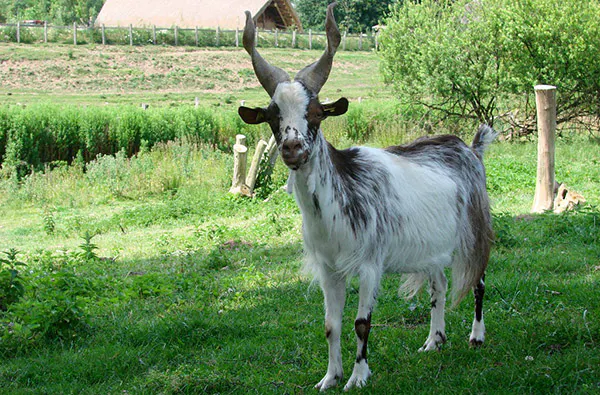 Camping im Tierpark Arche Warder für 2 (2 Nächte) - 7
