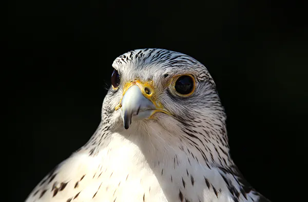 Falkner für einen Tag in Heringsdorf - 5
