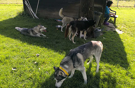 Husky Knuddelzeit in Goch - 4