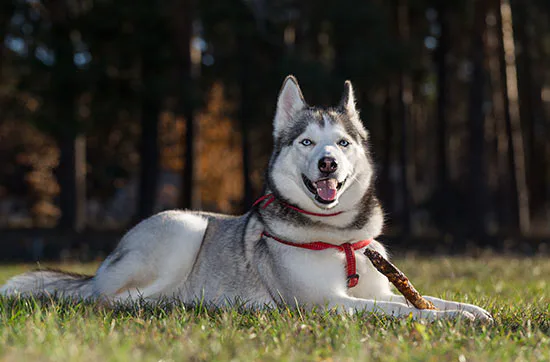 Husky Knuddelzeit in Goch - 3