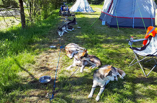 Husky Sommercamp mit Outdoor-Übernachtung Raum Ulm für 2 - 5