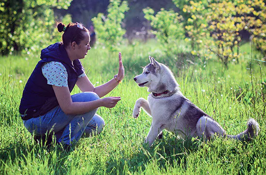 Husky Sommercamp mit Outdoor-Übernachtung Raum Ulm für 2 - 6