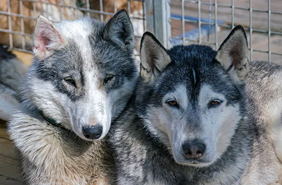Husky Sommercamp mit Outdoor-Übernachtung Raum Ulm für 2 - 7