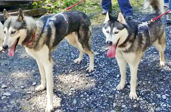 Husky-Trekking am Walensee - 8