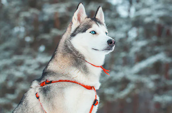 Romantischer Nordlichter-Kurzurlaub in Lappland für 2 - 6