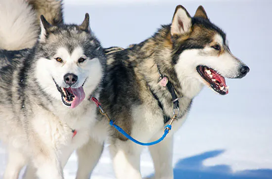 Romantischer Nordlichter-Kurzurlaub in Lappland für 2 - 7