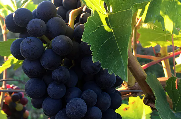 Live Online Weinprobe - 5