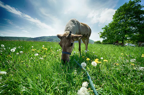 Rentier-Wanderung & Picknick Niederhausen für 2 - 5